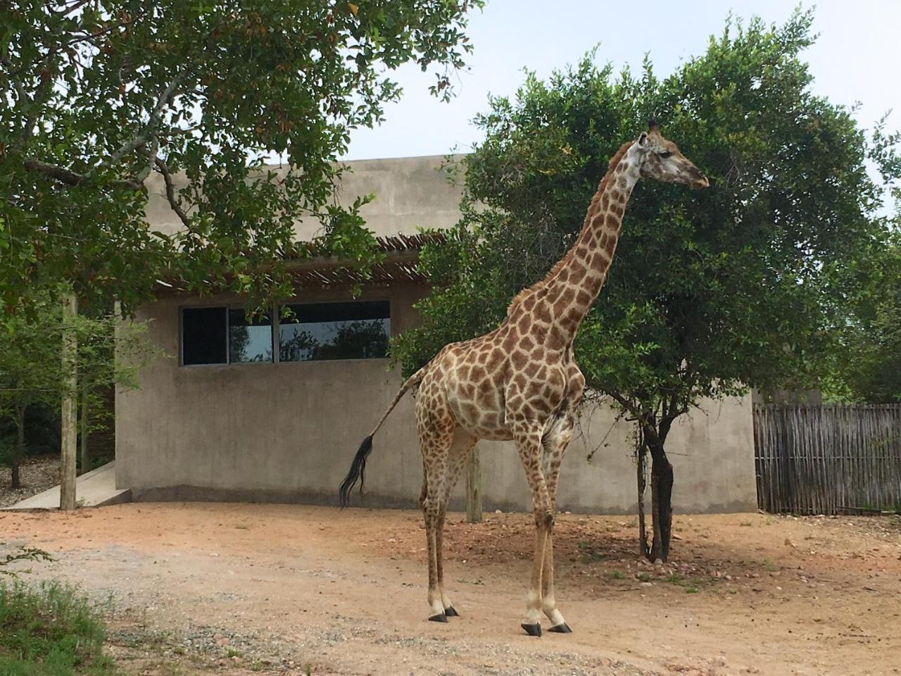 Nextdoor Kruger Villa Marloth Park Eksteriør billede